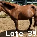LOTE 039 - 01 EQUINO, (IDENTIFICAÇÃO CAG 31, NOME MAIA, CATEGORIA ÉGUA, MÃE SI, PAI CRIOULO, PELAGEM TORDILHA, NASCIMENTO 17/10/2016.