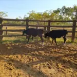 LOTE 019 - 01 BEZERRA GIROLANDA, (IDENTIFICAÇÃO FAL 453 3/4, MÃE GHC 7336, PAI T.272, NASCIMENTO 15/01/2021, PESO 06/06/2022, 195KG E 01 BEZERRA GIROLANDA, (IDENTIFICAÇÃO FAL 462 5/8, MÃE FAL 354 3/4, PAI T.272, NASCIMENTO 04/04/2021, PESO 06/06/2022, 166KG. (TOTAL 02 BEZERRAS GIROLANDAS)