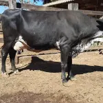 LOTE 009 - 01 VACA GIROLANDA, (IDENTIFICAÇÃO FAL 153 5/8 MÃE GHC 036, PAI FAL 050 5/8, NASCIMENTO 20/07/2015, REPRODUÇÃO PRENHE PP 10/01/2023, TOURO GALANTE NEL 077, PESO 06/06/2022, 645KG.