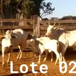 LOTE 002 - 02 VACAS NELORE COM CRIA AO PÉ, (IDENTIFICAÇÃO CAG 0613, MÃE CAG 1036, PAI SI, NASCIMENTO 16/01/2013, PESO 500KG, CRIA AO PÉ IDENTIFICAÇÃO CAG 1722, NASCIMENTO 22/02/2022, PAI SI, SEXO MASCULINO) E (IDENTIFICAÇÃO CAG 8215, MÃE CAG 0254, SI, NASCIMENTO 09/07/2015, PESO 513Kg, CRIA AO PÉ IDENTIFICAÇÃO CAG 722, NASCIMENTO 05/02/2022, PAI THOR NELORE, SEXO MASCULINO)