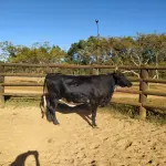 LOTE 010 - 01 VACA GIROLANDA, (IDENTIFICAÇÃO CAG 8615 MÃE CAG 3295, PAI RUSH RO, NASCIMENTO 04/08/2015, REPRODUÇÃO COBERTA, TOURO GALANTE NEL 077, PESO 06/06/2022, 720KG.