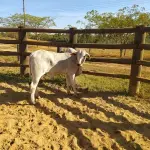LOTE 023 - 01 BEZERRO NELORE, (IDENTIFICAÇÃO CAG 4321, MÃE 4216, PAI THOR NEL 0917, NASCIMENTO 20/10/2021, PESO 06/06/2022, 258 KG.