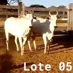 LOTE 005 - 02 VACAS NELORE VAZIAS, (IDENTIFICAÇÃO CAG 618, MÃE CAG 1032, PAI DIAMANTE, NASCIMENTO 08/02/2018, PESO 446KG; IDENTIFICAÇÃO CAG 2817, PAI DIAMANTE, MÃE CAG 1030, NASCIMENTO 23/09/2017, PESO 487KG).