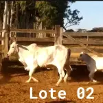 LOTE 002 - 02 VACAS NELORE COM CRIA AO PÉ, (IDENTIFICAÇÃO CAG 0613, MÃE CAG 1036, PAI SI, NASCIMENTO 16/01/2013, PESO 500KG, CRIA AO PÉ IDENTIFICAÇÃO CAG 1722, NASCIMENTO 22/02/2022, PAI SI, SEXO MASCULINO) E (IDENTIFICAÇÃO CAG 8215, MÃE CAG 0254, SI, NASCIMENTO 09/07/2015, PESO 513Kg, CRIA AO PÉ IDENTIFICAÇÃO CAG 722, NASCIMENTO 05/02/2022, PAI THOR NELORE, SEXO MASCULINO)