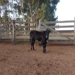 LOTE 016 - 01 BEZERRA NELORE/ANELORADA, (IDENTIFICAÇÃO CAG 2221 MÃE CAG 2616, PAI CAG 2317 3/4, NASCIMENTO 25/09/2021, PESO 06/06/2022, 212KG.