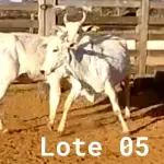 LOTE 005 - 02 VACAS NELORE VAZIAS, (IDENTIFICAÇÃO CAG 618, MÃE CAG 1032, PAI DIAMANTE, NASCIMENTO 08/02/2018, PESO 446KG; IDENTIFICAÇÃO CAG 2817, PAI DIAMANTE, MÃE CAG 1030, NASCIMENTO 23/09/2017, PESO 487KG).