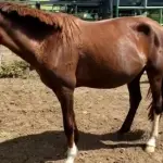 LOTE 039 - 01 EQUINO, (IDENTIFICAÇÃO CAG 31, NOME MAIA, CATEGORIA ÉGUA, MÃE SI, PAI CRIOULO, PELAGEM TORDILHA, NASCIMENTO 17/10/2016.