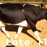 LOTE 011 - 01 VACA GIROLANDA, (IDENTIFICAÇÃO CAG 1217 MÃE CAG 4312, PAI CORAÇÃO, NASCIMENTO 03/05/2017, REPRODUÇÃO COBERTA, TOURO GALANTE NEL 077, PESO 06/06/2022, 417KG.