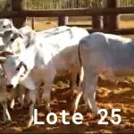 LOTE 025 - 01 BEZERRO NELORE, (IDENTIFICAÇÃO NLN 506, MÃE NLC 021, PAI T- 2180, NASCIMENTO 05/10/2021, PESO 06/06/2022, 183 KG, 01 BEZERRA GIROLANDA, (IDENTIFICAÇÃO CAG 5521, MÃE CAG 5616, PAI THOR NEL 0917, NASCIMENTO 16/11/2021, PESO 06/06/2022, 196 KG , 01 BEZERRO NELORE, (IDENTIFICAÇÃO NLN 509, MÃE NLC 282, PAI SIKABAD, NASCIMENTO 25/11/2021, PESO 06/06/2022, 189 KG, 01 BEZERRO NELORE, (IDENTIFICAÇÃO NLN 511, MÃE NLC 024, PAI T-2180, NASCIMENTO 23/11/2021, PESO 06/06/2022, 177 KG, 01 BEZERRO NELORE, (IDENTIFICAÇÃO NLN 513, MÃE NLC 025, PAI ZELO AJ, NASCIMENTO 25/12/2021, PESO 06/06/2022, 185 KG E 01 BEZERRO NELORE, (IDENTIFICAÇÃO CAG 6121, MÃE 4816, PAI THOR NEL 0917, NASCIMENTO 29/12/2021, PESO 06/06/2022, 178 KG. (TOTAL 06 BEZERROS NELORE)