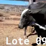 LOTE 009 - 01 VACA GIROLANDA, (IDENTIFICAÇÃO FAL 153 5/8 MÃE GHC 036, PAI FAL 050 5/8, NASCIMENTO 20/07/2015, REPRODUÇÃO PRENHE PP 10/01/2023, TOURO GALANTE NEL 077, PESO 06/06/2022, 645KG.