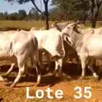 LOTE 035 - 06 ANIMAIS EXPERIMENTAIS RESERVAS, NASCIMENTO OUTUBRO A DEZEMBRO 2020 (IDENTIFICAÇÃO NL 35,  PESO 24/06/2022, 430KG, 01 ANIMAL EXPERIMENTAL RESERVA, (IDENTIFICAÇÃO NL 71, PESO 24/06/2022, 378KG, 01 ANIMAL EXPERIMENTAL RESERVA, (IDENTIFICAÇÃO NL 78, PESO 24/06/2022, 379KG, 01 ANIMAL EXPERIMENTAL RESERVA, (IDENTIFICAÇÃO NL 87, PESO 24/06/2022, 401KG, 01 ANIMAL EXPERIMENTAL RESERVA, (IDENTIFICAÇÃO NL 92, PESO 24/06/2022, 450KG E 01 ANIMAL EXPERIMENTAL RESERVA, (IDENTIFICAÇÃO NL 93, PESO 24/06/2022, 381KG.