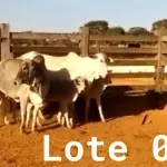 LOTE 001 - 02 VACAS NELORE COM CRIA AO PÉ, (IDENTIFICAÇÃO CAG 2012, MÃE CAG 1017, PAI SI, NASCIMENTO 22/02/2012, PESO 608Kg, CRIA AO PÉ IDENTIFICAÇÃO CAG 522, NASCIMENTO 04/02/2022, PAI SI, SEXO MASCULINO) E (IDENTIFICAÇÃO CAG 10215, MÃE CAG 1036, 01 NELORE, NASCIMENTO 01/11/2015, PESO 585KG, CRIA AO PÉ IDENTIFICAÇÃO CAG 1022, NASCIMENTO 13/02/2021, PAI THOR NELSI, SEXO FEMININO)