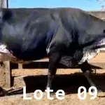 LOTE 009 - 01 VACA GIROLANDA, (IDENTIFICAÇÃO FAL 153 5/8 MÃE GHC 036, PAI FAL 050 5/8, NASCIMENTO 20/07/2015, REPRODUÇÃO PRENHE PP 10/01/2023, TOURO GALANTE NEL 077, PESO 06/06/2022, 645KG.