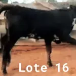 LOTE 016 - 01 BEZERRA NELORE/ANELORADA, (IDENTIFICAÇÃO CAG 2221 MÃE CAG 2616, PAI CAG 2317 3/4, NASCIMENTO 25/09/2021, PESO 06/06/2022, 212KG.