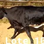 LOTE 010 - 01 VACA GIROLANDA, (IDENTIFICAÇÃO CAG 8615 MÃE CAG 3295, PAI RUSH RO, NASCIMENTO 04/08/2015, REPRODUÇÃO COBERTA, TOURO GALANTE NEL 077, PESO 06/06/2022, 720KG.