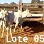 LOTE 005 - 02 VACAS NELORE VAZIAS, (IDENTIFICAÇÃO CAG 618, MÃE CAG 1032, PAI DIAMANTE, NASCIMENTO 08/02/2018, PESO 446KG; IDENTIFICAÇÃO CAG 2817, PAI DIAMANTE, MÃE CAG 1030, NASCIMENTO 23/09/2017, PESO 487KG).