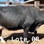 LOTE 008 - 01 VACA GIROLANDA, (IDENTIFICAÇÃO FAL 138 3/4 MÃE GHN 211, PAI LOADED, NASCIMENTO 30/04/2015, REPRODUÇÃO PRENHE PP 14/02/2023, TOURO EMBAIXADOR 5/8 ROL, PESO 06/06/2022, 618KG.