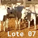 LOTE 007 - 03 VACAS NELORE VAZIAS, (IDENTIFICAÇÃO NLC 020, MÃE SI, PAI SI, NASCIMENTO 2017, PESO 435KG; IDENTIFICAÇÃO NLC 025, PAI SI, MÃE SI, NASCIMENTO 2017, PESO 466KG; IDENTIFICAÇÃO NLC 026, PAI SI, MÃE SI, NASCIMENTO 2017, PESO 392KG).