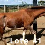 LOTE 041 - 01 EQUINO, (IDENTIFICAÇÃO CAG 33, NOME ROSA, CATEGORIA ÉGUA, MÃE SL, PAI SL, PELAGEM ALAZÃ, NASCIMENTO 01/01/2007.