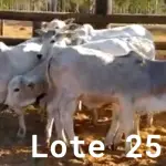 LOTE 025 - 01 BEZERRO NELORE, (IDENTIFICAÇÃO NLN 506, MÃE NLC 021, PAI T- 2180, NASCIMENTO 05/10/2021, PESO 06/06/2022, 183 KG, 01 BEZERRA GIROLANDA, (IDENTIFICAÇÃO CAG 5521, MÃE CAG 5616, PAI THOR NEL 0917, NASCIMENTO 16/11/2021, PESO 06/06/2022, 196 KG , 01 BEZERRO NELORE, (IDENTIFICAÇÃO NLN 509, MÃE NLC 282, PAI SIKABAD, NASCIMENTO 25/11/2021, PESO 06/06/2022, 189 KG, 01 BEZERRO NELORE, (IDENTIFICAÇÃO NLN 511, MÃE NLC 024, PAI T-2180, NASCIMENTO 23/11/2021, PESO 06/06/2022, 177 KG, 01 BEZERRO NELORE, (IDENTIFICAÇÃO NLN 513, MÃE NLC 025, PAI ZELO AJ, NASCIMENTO 25/12/2021, PESO 06/06/2022, 185 KG E 01 BEZERRO NELORE, (IDENTIFICAÇÃO CAG 6121, MÃE 4816, PAI THOR NEL 0917, NASCIMENTO 29/12/2021, PESO 06/06/2022, 178 KG. (TOTAL 06 BEZERROS NELORE)