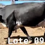 LOTE 009 - 01 VACA GIROLANDA, (IDENTIFICAÇÃO FAL 153 5/8 MÃE GHC 036, PAI FAL 050 5/8, NASCIMENTO 20/07/2015, REPRODUÇÃO PRENHE PP 10/01/2023, TOURO GALANTE NEL 077, PESO 06/06/2022, 645KG.