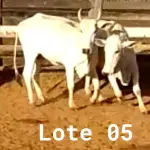 LOTE 005 - 02 VACAS NELORE VAZIAS, (IDENTIFICAÇÃO CAG 618, MÃE CAG 1032, PAI DIAMANTE, NASCIMENTO 08/02/2018, PESO 446KG; IDENTIFICAÇÃO CAG 2817, PAI DIAMANTE, MÃE CAG 1030, NASCIMENTO 23/09/2017, PESO 487KG).