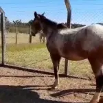 LOTE 043 - 01 EQUINO, (IDENTIFICAÇÃO FAL 633, NOME SN, CATEGORIA ÉGUA, MÃE SL, PAI SL, PELAGEM ROSILHA, NASCIMENTO 2005.