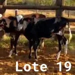 LOTE 019 - 01 BEZERRA GIROLANDA, (IDENTIFICAÇÃO FAL 453 3/4, MÃE GHC 7336, PAI T.272, NASCIMENTO 15/01/2021, PESO 06/06/2022, 195KG E 01 BEZERRA GIROLANDA, (IDENTIFICAÇÃO FAL 462 5/8, MÃE FAL 354 3/4, PAI T.272, NASCIMENTO 04/04/2021, PESO 06/06/2022, 166KG. (TOTAL 02 BEZERRAS GIROLANDAS)