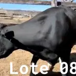 LOTE 008 - 01 VACA GIROLANDA, (IDENTIFICAÇÃO FAL 138 3/4 MÃE GHN 211, PAI LOADED, NASCIMENTO 30/04/2015, REPRODUÇÃO PRENHE PP 14/02/2023, TOURO EMBAIXADOR 5/8 ROL, PESO 06/06/2022, 618KG.