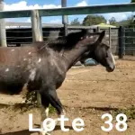 LOTE 038 - 01 EQUINO, (IDENTIFICAÇÃO CAG 23, NOME MANTEGUINHA, CATEGORIA POTRA, MÃE MAYA 31, PAI RETRATO, PELAGEM PAMPA TORDILHA, NASCIMENTO 28/11/2019.