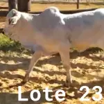 LOTE 023 - 01 BEZERRO NELORE, (IDENTIFICAÇÃO CAG 4321, MÃE 4216, PAI THOR NEL 0917, NASCIMENTO 20/10/2021, PESO 06/06/2022, 258 KG.