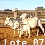 LOTE 007 - 03 VACAS NELORE VAZIAS, (IDENTIFICAÇÃO NLC 020, MÃE SI, PAI SI, NASCIMENTO 2017, PESO 435KG; IDENTIFICAÇÃO NLC 025, PAI SI, MÃE SI, NASCIMENTO 2017, PESO 466KG; IDENTIFICAÇÃO NLC 026, PAI SI, MÃE SI, NASCIMENTO 2017, PESO 392KG).