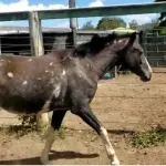 LOTE 038 - 01 EQUINO, (IDENTIFICAÇÃO CAG 23, NOME MANTEGUINHA, CATEGORIA POTRA, MÃE MAYA 31, PAI RETRATO, PELAGEM PAMPA TORDILHA, NASCIMENTO 28/11/2019.