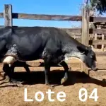 LOTE 004 - 01 VACA GIROLANDA COM CRIA AO PÉ, (IDENTIFICAÇÃO 5/8 HOL 490 MACHO, PAI QUINCAS 5/8, NASCIMENTO 11/11/2021.