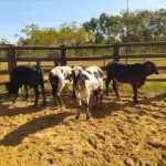 LOTE 030 - 01 BEZERRO GIROLANDO, (IDENTIFICAÇÃO FAL 473 5/8, MÃE FAL 360 5/8, PAI B. CHORAL, NASCIMENTO 12/06/2021, PESO 06/06/2022, 242 KG, 01 BEZERR A GIROLANDO, (IDENTIFICAÇÃO CAG 4121 3/4, MÃE CAG 9215, PAI 1917 3/4 HZ, NASCIMENTO 20/10/2021, PESO 06/06/2022, 234KG, 01 BEZERRO GIROLANDO, (IDENTIFICAÇÃO CAG 3721 5/8, MÃE CAG 4312, PAI 2317 3/4  HZ, NASCIMENTO 29/09/2021, PESO 06/06/2022, 230 KG, 01 BEZERRO GIROLANDO, (IDENTIFICAÇÃO CAG 2121 1/2  SB, MÃE CAG 9815, PAI 1917 3/4 HOL, NASCIMENTO 24/06/2021, PESO 240 KG. (TOTAL 04 BEZERROS GIROLANDO)