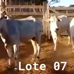 LOTE 007 - 03 VACAS NELORE VAZIAS, (IDENTIFICAÇÃO NLC 020, MÃE SI, PAI SI, NASCIMENTO 2017, PESO 435KG; IDENTIFICAÇÃO NLC 025, PAI SI, MÃE SI, NASCIMENTO 2017, PESO 466KG; IDENTIFICAÇÃO NLC 026, PAI SI, MÃE SI, NASCIMENTO 2017, PESO 392KG).