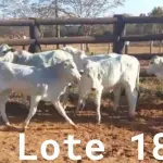 LOTE 018 - 01 BEZERRA NELORE/ANELORADA, (IDENTIFICAÇÃO NLN 510 MÃE NLC 255, PAI SIKABAD, NASCIMENTO 25/11/2021, PESO 06/06/2022, 163KG, 01 BEZERRA NELORE/ANELORADA, (IDENTIFICAÇÃO NLN 515 MÃE NLC 004, PAI ZELO AJ, NASCIMENTO 25/12/2021, PESO 06/06/2022, 156KG, 01 BEZERRA NELORE/ANELORADA, (IDENTIFICAÇÃO NLN 517 MÃE NLC 218, PAI ZELO AJ, NASCIMENTO 28/12/2021, PESO 06/06/2022, 128KG, 01 BEZERRA NELORE/ANELORADA, (IDENTIFICAÇÃO NLN 518 MÃE NLC 019, PAI ZELO AJ , NASCIMENTO 29/12/2021, PESO 06/06/2022, 170KG E 01 BEZERRA NELORE/ANELORADA, (IDENTIFICAÇÃO UNB519 MÃE C.AG 5810, PAI ZELO AJ, NASCIMENTO 30/12/2021, PESO 06/06/2022, 148KG  (TOTAL 5 BEZERRAS)