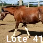 LOTE 041 - 01 EQUINO, (IDENTIFICAÇÃO CAG 33, NOME ROSA, CATEGORIA ÉGUA, MÃE SL, PAI SL, PELAGEM ALAZÃ, NASCIMENTO 01/01/2007.