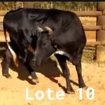 LOTE 010 - 01 VACA GIROLANDA, (IDENTIFICAÇÃO CAG 8615 MÃE CAG 3295, PAI RUSH RO, NASCIMENTO 04/08/2015, REPRODUÇÃO COBERTA, TOURO GALANTE NEL 077, PESO 06/06/2022, 720KG.