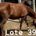 LOTE 039 - 01 EQUINO, (IDENTIFICAÇÃO CAG 31, NOME MAIA, CATEGORIA ÉGUA, MÃE SI, PAI CRIOULO, PELAGEM TORDILHA, NASCIMENTO 17/10/2016.