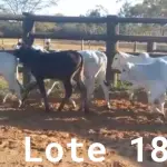 LOTE 018 - 01 BEZERRA NELORE/ANELORADA, (IDENTIFICAÇÃO NLN 510 MÃE NLC 255, PAI SIKABAD, NASCIMENTO 25/11/2021, PESO 06/06/2022, 163KG, 01 BEZERRA NELORE/ANELORADA, (IDENTIFICAÇÃO NLN 515 MÃE NLC 004, PAI ZELO AJ, NASCIMENTO 25/12/2021, PESO 06/06/2022, 156KG, 01 BEZERRA NELORE/ANELORADA, (IDENTIFICAÇÃO NLN 517 MÃE NLC 218, PAI ZELO AJ, NASCIMENTO 28/12/2021, PESO 06/06/2022, 128KG, 01 BEZERRA NELORE/ANELORADA, (IDENTIFICAÇÃO NLN 518 MÃE NLC 019, PAI ZELO AJ , NASCIMENTO 29/12/2021, PESO 06/06/2022, 170KG E 01 BEZERRA NELORE/ANELORADA, (IDENTIFICAÇÃO UNB519 MÃE C.AG 5810, PAI ZELO AJ, NASCIMENTO 30/12/2021, PESO 06/06/2022, 148KG  (TOTAL 5 BEZERRAS)