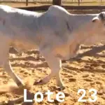LOTE 023 - 01 BEZERRO NELORE, (IDENTIFICAÇÃO CAG 4321, MÃE 4216, PAI THOR NEL 0917, NASCIMENTO 20/10/2021, PESO 06/06/2022, 258 KG.