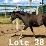 LOTE 038 - 01 EQUINO, (IDENTIFICAÇÃO CAG 23, NOME MANTEGUINHA, CATEGORIA POTRA, MÃE MAYA 31, PAI RETRATO, PELAGEM PAMPA TORDILHA, NASCIMENTO 28/11/2019.
