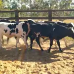 LOTE 032 - 01 BEZERRO GIROLANDO, (IDENTIFICAÇÃO CAG 1521 3/4 , MÃE CAG 5015 , PAI 1917 3/4  HOL, NASCIMENTO 19/05/2021, PESO 06/06/2022, 281 KG, 01 BEZERR A GIROLANDO, (IDENTIFICAÇÃO CAG 1721 3/4, MÃE CAG 4016, PAI 1917  3/4  HOL, NASCIMENTO 31/05/2021, PESO 06/06/2022, 255 KG, 01 BEZERRO GIROLANDO, (IDENTIFICAÇÃO CAG 1921 15/16, MÃE CAG 3416,  PAI SUNSHINE HOL, NASCIMENTO 05/06/2021, PESO 06/06/2022, 282 KG, 01 BEZERRO GIROLANDO, (IDENTIFICAÇÃO CAG 3121 3/4 , MÃE CAG 3214, PAI OLIMPIO 3/4 HZ, NASCIMENTO 13/09/2021, 278 KG E 01 BEZERRO GIROLANDO, (IDENTIFICAÇÃO CAG 2921 3/4 SB, MÃE CAG 1217, PAI 2317 3/4 HZ, NASCIMENTO 29/10/2021, PESO 06/06/2022, 298 KG. (TOTAL 05 BEZERROS GIROLANDO)