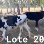 LOTE 020 - 01 BEZERRA GIROLANDA, (IDENTIFICAÇÃO FAL 471 3/4, MÃE GHN 01, PAI DOOZER, NASCIMENTO 06/06/2021, PESO 06/06/2022, 101,5KG E 01 BEZERRA GIROLANDA, (IDENTIFICAÇÃO FAL 486 3/4, MÃE GHC 7345, PAI MONETÁRY, NASCIMENTO 25/09/2021, PESO 06/06/2022, 95,0 KG. (TOTAL 02 BEZERRAS GIROLANDAS)