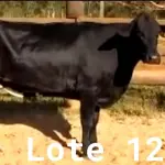 LOTE 012 - 01 VACA GIROLANDA, (IDENTIFICAÇÃO CAG 1817 MÃE CAG 3293, PAI STEWART HO, NASCIMENTO 20/07/2017, REPRODUÇÃO COBERTA, TOURO GALANTE NEL 077, PESO 06/06/2022, 521KG.