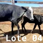 LOTE 004 - 01 VACA GIROLANDA COM CRIA AO PÉ, (IDENTIFICAÇÃO 5/8 HOL 490 MACHO, PAI QUINCAS 5/8, NASCIMENTO 11/11/2021.