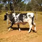 LOTE 033 - 01 ANIMAL PARA ABATE, (IDENTIFICAÇÃO CAG 5720, NASCIMENTO 27/12/2020, SEXO MASCULINO, PESO 24/06/2022, 436KG.