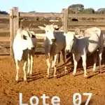 LOTE 007 - 03 VACAS NELORE VAZIAS, (IDENTIFICAÇÃO NLC 020, MÃE SI, PAI SI, NASCIMENTO 2017, PESO 435KG; IDENTIFICAÇÃO NLC 025, PAI SI, MÃE SI, NASCIMENTO 2017, PESO 466KG; IDENTIFICAÇÃO NLC 026, PAI SI, MÃE SI, NASCIMENTO 2017, PESO 392KG).