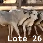 LOTE 026 - 01 BEZERRO NELORE, (IDENTIFICAÇÃO NLN 502, MÃE NLC 065, PAI T-2180, NASCIMENTO 27/09/2021, PESO 06/06/2022, 179KG, 01 BEZERRO NELORE, (IDENTIFICAÇÃO CAG 5721, MÃE 2814, PAI CAMARO F1 ANGUS, NASCIMENTO 02/12/2021, PESO 06/06/2022, 132 KG, 01 BEZERRO NELORE, (IDENTIFICAÇÃO NLN 512, MÃE NLC 026, PAI ZELO AJ, NASCIMENTO 23/12/2021, PESO 06/06/2022, 144 KG E 01 BEZERRO NELORE, (IDENTIFICAÇÃO NLN 514, MÃE NLC 029, PAI ZELO AJ, NASCIMENTO 25/12/2021, PESO 06/06/2022, 144 KG. (TOTAL 04 BEZERROS NELORE)